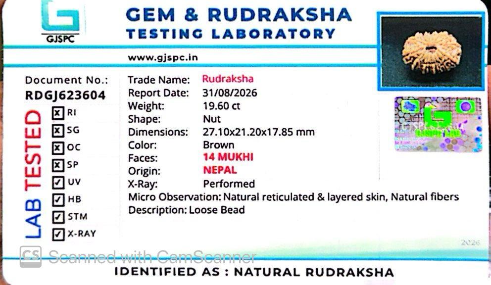 🌿 14 Mukhi Nepali Rudraksha (Natural & Certified). Medium