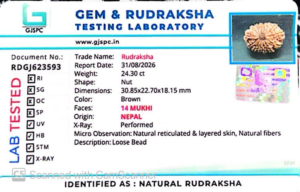 🌿 14 Mukhi Nepali Rudraksha (Natural & Certified). Antik