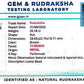 🌿 14 Mukhi Nepali Rudraksha (Natural & Certified). Medium