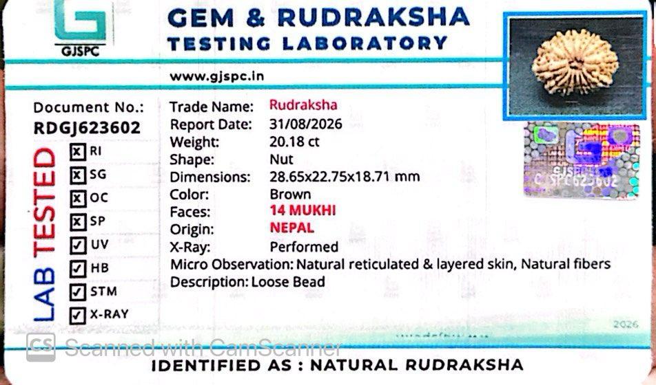 🌿 14 Mukhi Nepali Rudraksha (Natural & Certified). Medium