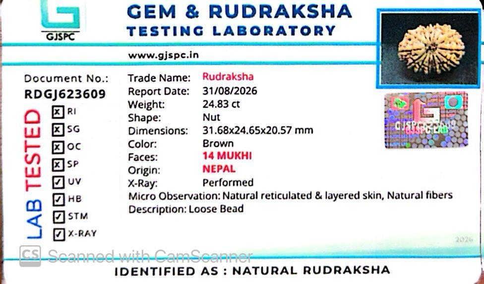 🌿 14 Mukhi Nepali Rudraksha (Natural & Certified). Antik