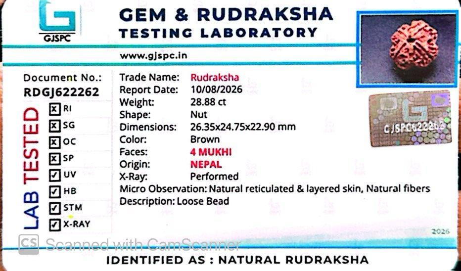 Nepali 4 Mukhi Rudraksha