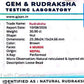 Nepali 4 Mukhi Rudraksha