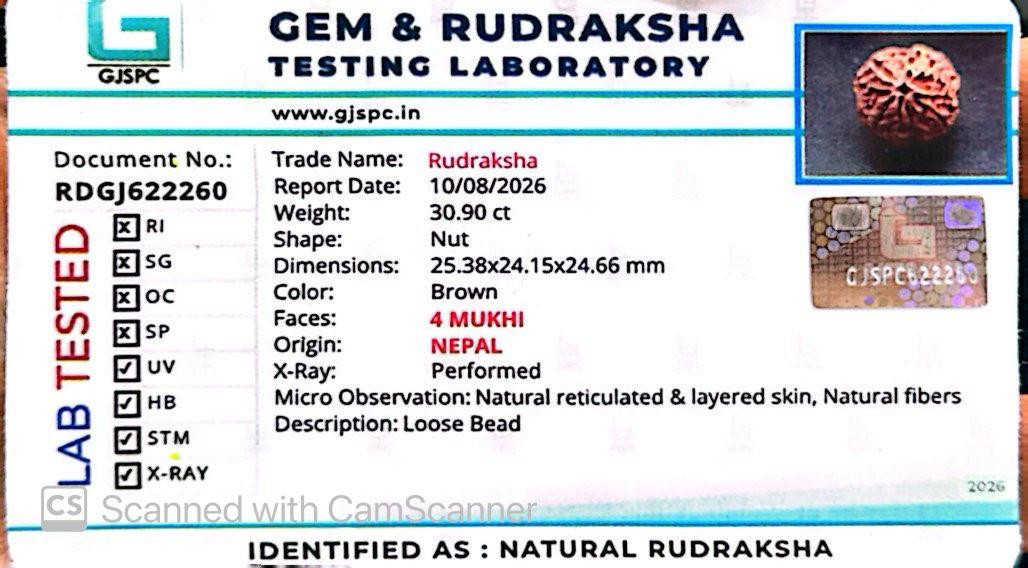 Nepali 4 Mukhi Rudraksha