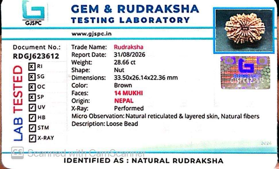 🌿 14 Mukhi Nepali Rudraksha (Natural & Certified). Antik