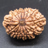 🌿 14 Mukhi Nepali Rudraksha (Natural & Certified). Antik