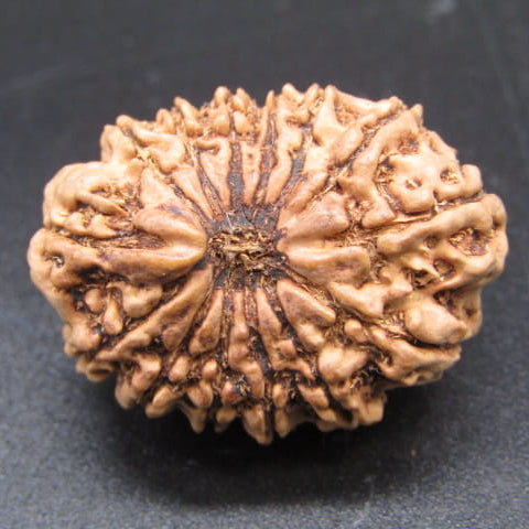 🌿 14 Mukhi Nepali Rudraksha (Natural & Certified). Antik