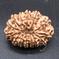 🌿 14 Mukhi Nepali Rudraksha (Natural & Certified). Antik