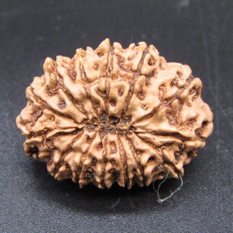 🌿 14 Mukhi Nepali Rudraksha (Natural & Certified). Antik