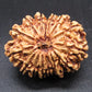 🌿 14 Mukhi Nepali Rudraksha (Natural & Certified). Antik