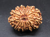 🌿 14 Mukhi Nepali Rudraksha (Natural & Certified). Antik