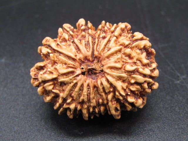 🌿 14 Mukhi Nepali Rudraksha (Natural & Certified). Antik