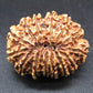 🌿 14 Mukhi Nepali Rudraksha (Natural & Certified). Antik
