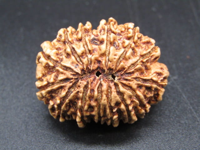 🌿 14 Mukhi Nepali Rudraksha (Natural & Certified). Antik