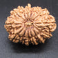🌿 14 Mukhi Nepali Rudraksha (Natural & Certified). Antik