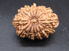 🌿 14 Mukhi Nepali Rudraksha (Natural & Certified). Antik