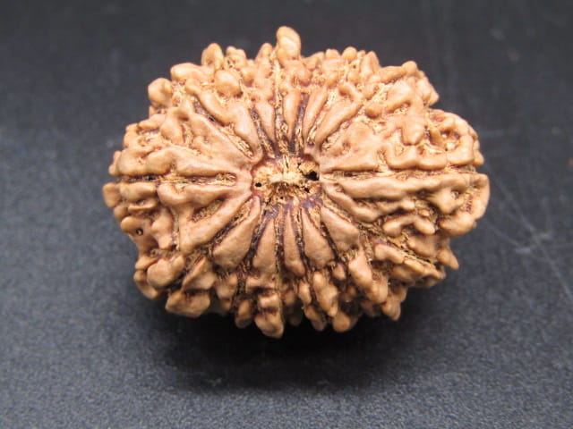 🌿 14 Mukhi Nepali Rudraksha (Natural & Certified). Antik