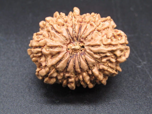 🌿 14 Mukhi Nepali Rudraksha (Natural & Certified). Antik