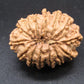 🌿 14 Mukhi Nepali Rudraksha (Natural & Certified). Antik