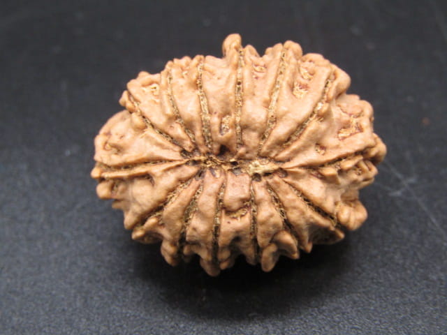 🌿 14 Mukhi Nepali Rudraksha (Natural & Certified). Antik