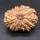 🌿 14 Mukhi Nepali Rudraksha (Natural & Certified). Antik