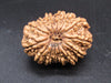 🌿 14 Mukhi Nepali Rudraksha (Natural & Certified). Antik