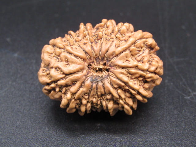 🌿 14 Mukhi Nepali Rudraksha (Natural & Certified). Antik