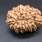 🌿 14 Mukhi Nepali Rudraksha (Natural & Certified). Antik