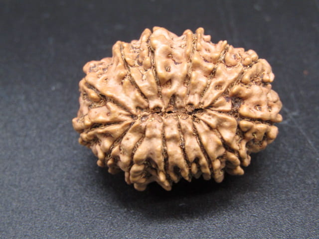 🌿 14 Mukhi Nepali Rudraksha (Natural & Certified). Antik