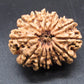 🌿 14 Mukhi Nepali Rudraksha (Natural & Certified). Medium