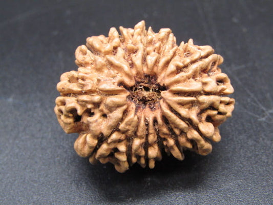 🌿 14 Mukhi Nepali Rudraksha (Natural & Certified). Medium