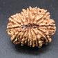 🌿 14 Mukhi Nepali Rudraksha (Natural & Certified). Medium
