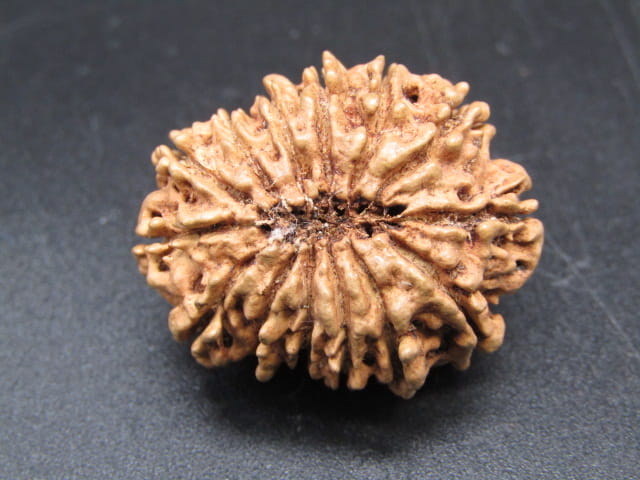 🌿 14 Mukhi Nepali Rudraksha (Natural & Certified). Medium