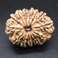 🌿 14 Mukhi Nepali Rudraksha (Natural & Certified). Medium
