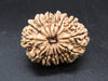 🌿 14 Mukhi Nepali Rudraksha (Natural & Certified). Medium