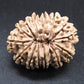 🌿 14 Mukhi Nepali Rudraksha (Natural & Certified). Medium