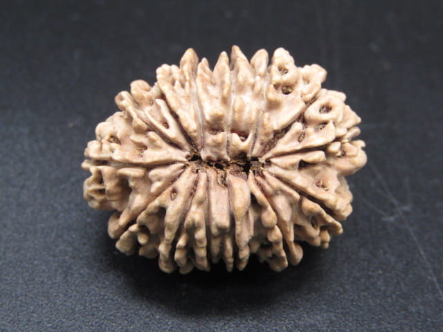 🌿 14 Mukhi Nepali Rudraksha (Natural & Certified). Medium