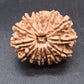 🌿 14 Mukhi Nepali Rudraksha (Natural & Certified). Medium