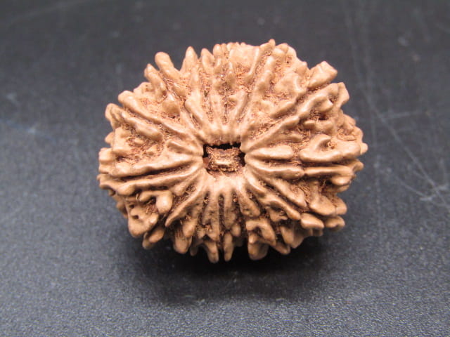 🌿 14 Mukhi Nepali Rudraksha (Natural & Certified). Medium