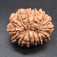 🌿 14 Mukhi Nepali Rudraksha (Natural & Certified). Medium