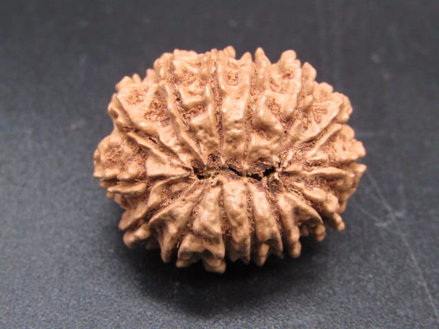 🌿 14 Mukhi Nepali Rudraksha (Natural & Certified). Medium