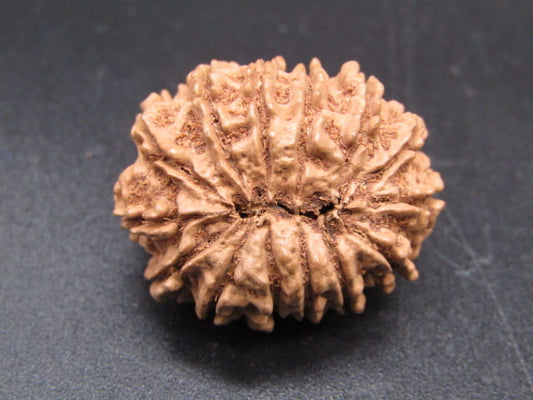 🌿 14 Mukhi Nepali Rudraksha (Natural & Certified). Medium