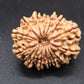 🌿 14 Mukhi Nepali Rudraksha (Natural & Certified). Antik