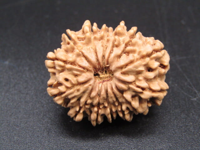 🌿 14 Mukhi Nepali Rudraksha (Natural & Certified). Antik