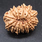 🌿 14 Mukhi Nepali Rudraksha (Natural & Certified). Antik