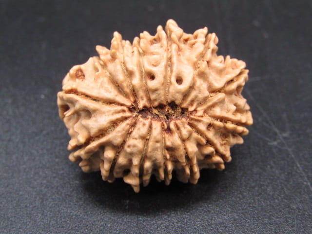 🌿 14 Mukhi Nepali Rudraksha (Natural & Certified). Antik