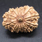 🌿 14 Mukhi Nepali Rudraksha (Natural & Certified). Antik