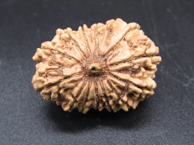 🌿 14 Mukhi Nepali Rudraksha (Natural & Certified). Antik