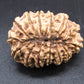 🌿 14 Mukhi Nepali Rudraksha (Natural & Certified). Antik