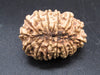 🌿 14 Mukhi Nepali Rudraksha (Natural & Certified). Antik